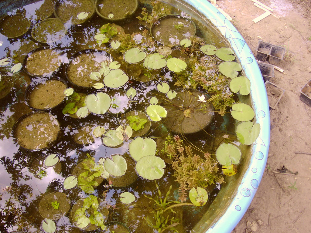 Nymphaea minuta July 22 06 Image003